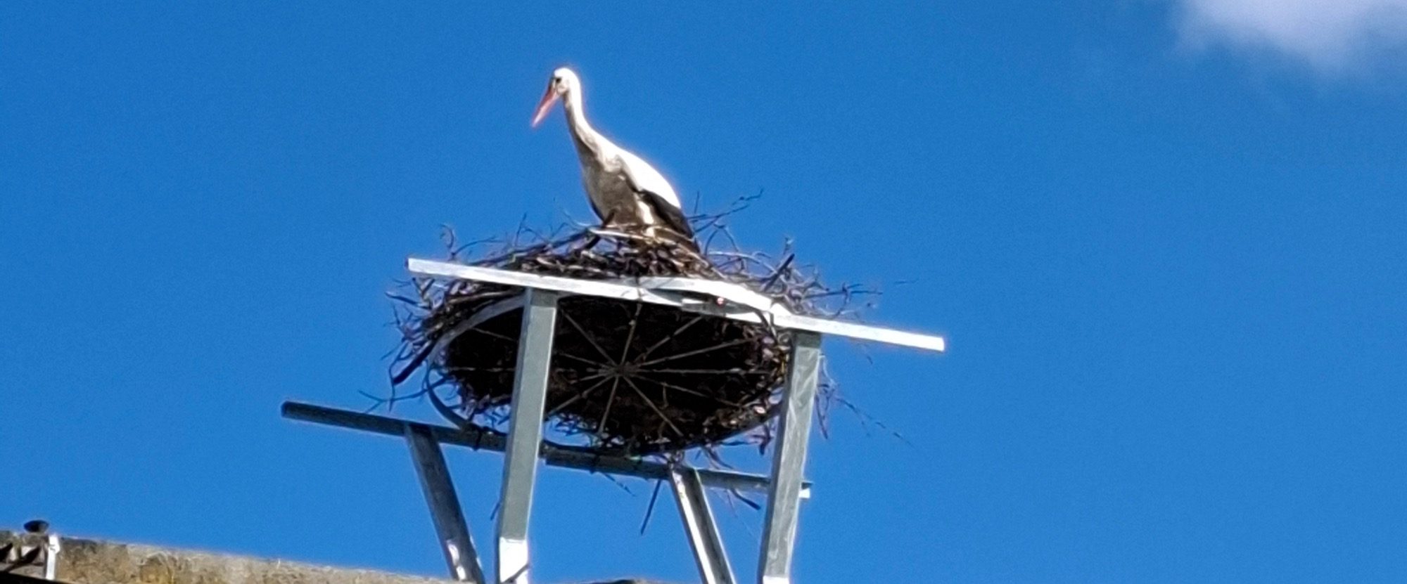 Storch Sportie auf seinem Horst in Luso Ein Weißstorch steht auf einem Nest auf einem hohen Gestell unter klarem Himmel.